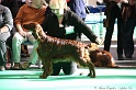 Crufts2011 780